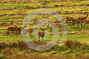 Big Herd of Red Deer during the rut