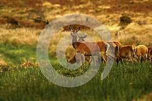 Big Herd of Red Deer during the rut