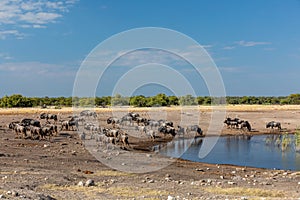 Big herd of wild Blue Wildebeest Gnu, Namibia Africa