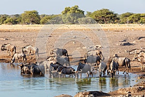 Big herd of wild Blue Wildebeest Gnu, Namibia Africa