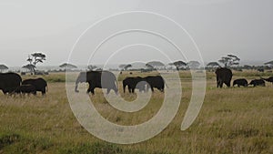 Big Herd Wild Elephants With Baby Eating Grass On Plain In African Savannah