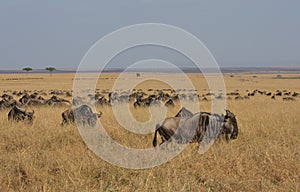 Big herd of wildebeest graze on grass in the wild savannah of Masai Mara, Kenya, during the great migration