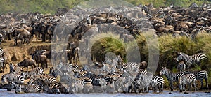 Big herd of wildebeest is about Mara River. Great Migration. Kenya. Tanzania. Masai Mara National Park.