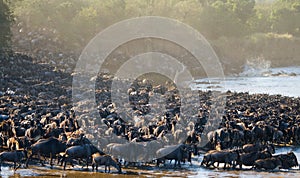 Big herd of wildebeest is about Mara River. Great Migration. Kenya. Tanzania. Masai Mara National Park.