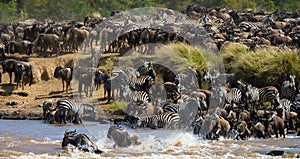 Big herd of wildebeest is about Mara River. Great Migration. Kenya. Tanzania. Masai Mara National Park.