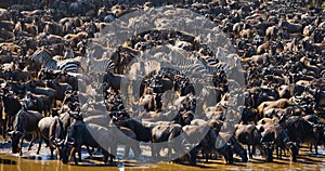 Big herd of wildebeest is about Mara River. Great Migration. Kenya. Tanzania. Masai Mara National Park.