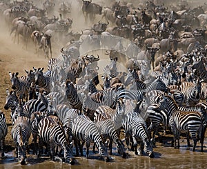 Big herd of wildebeest is about Mara River. Great Migration. Kenya. Tanzania. Masai Mara National Park.