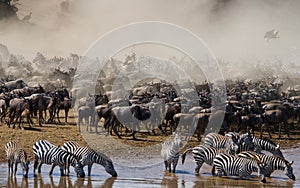 Big herd of wildebeest is about Mara River. Great Migration. Kenya. Tanzania. Masai Mara National Park.