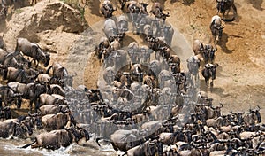 Big herd of wildebeest is about Mara River. Great Migration. Kenya. Tanzania. Masai Mara National Park.