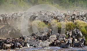 Big herd of wildebeest is about Mara River. Great Migration. Kenya. Tanzania. Masai Mara National Park.