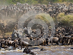 Big herd of wildebeest is about Mara River. Great Migration. Kenya. Tanzania. Masai Mara National Park.