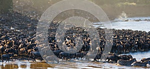 Big herd of wildebeest is about Mara River. Great Migration. Kenya. Tanzania. Masai Mara National Park. photo