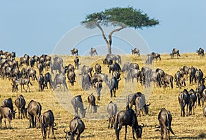 Big herd of wildebeest in the savannah. Great Migration. Kenya. Tanzania. Masai Mara National Park.