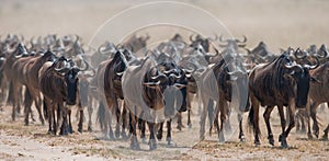 Big herd of wildebeest in the savannah. Great Migration. Kenya. Tanzania. Masai Mara National Park.