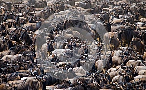 Big herd of wildebeest in the savannah. Great Migration. Kenya. Tanzania. Masai Mara National Park.