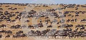 Big herd of wildebeest in the savannah. Great Migration. Kenya. Tanzania. Masai Mara National Park.