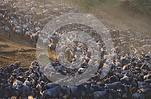 Big herd of wildebeest in the savannah. Great Migration. Kenya. Tanzania. Masai Mara National Park.