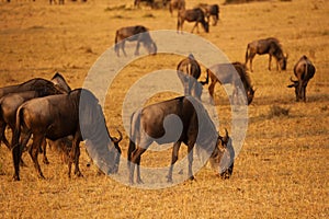 Big herd of wildebeests pasturing at dry grassland