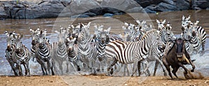 Big herd of zebras standing in front of the river. Kenya. Tanzania. National Park. Serengeti. Maasai Mara.
