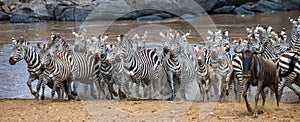 Big herd of zebras standing in front of the river. Kenya. Tanzania. National Park. Serengeti. Maasai Mara.