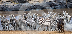 Big herd of zebras standing in front of the river. Kenya. Tanzania. National Park. Serengeti. Maasai Mara.