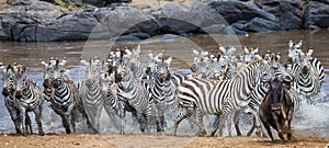 Big herd of zebras standing in front of the river. Kenya. Tanzania. National Park. Serengeti. Maasai Mara.