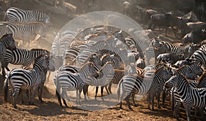 Big herd of zebras standing in front of the river. Kenya. Tanzania. National Park. Serengeti. Maasai Mara.