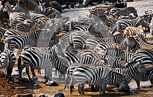 Big herd of zebras standing in front of the river. Kenya. Tanzania. National Park. Serengeti. Maasai Mara.