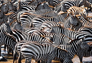 Big herd of zebras standing in front of the river. Kenya. Tanzania. National Park. Serengeti. Maasai Mara.