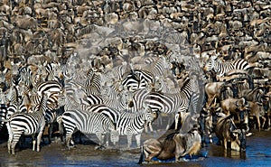 Big herd of zebras standing in front of the river. Kenya. Tanzania. National Park. Serengeti. Maasai Mara.