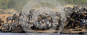 Big herd of zebras standing in front of the river. Kenya. Tanzania. National Park. Serengeti. Maasai Mara.