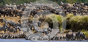 Big herd of zebras standing in front of the river. Kenya. Tanzania. National Park. Serengeti. Maasai Mara.