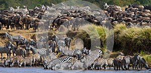 Big herd of zebras standing in front of the river. Kenya. Tanzania. National Park. Serengeti. Maasai Mara. photo