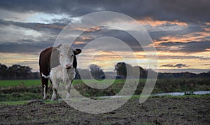 Big hereford cow standing moody by river Vecht Ommen