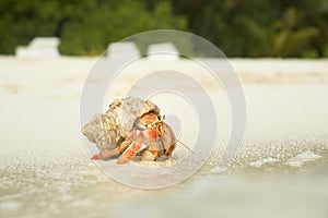 Big Hermit Crab