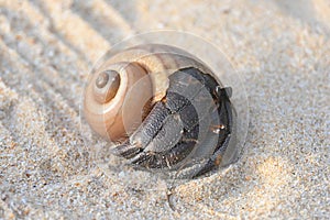 A big hermit crab, nearly extinct animal, in a brown sea shell on a beautiful tropical white sand beach