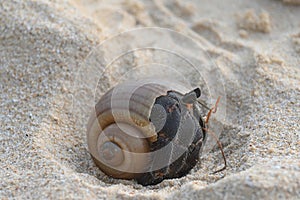 A big hermit crab, nearly extinct animal, in a brown sea shell on a beautiful tropical white sand beach