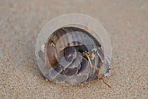 A big hermit crab, nearly extinct animal, in a brown sea shell on a beautiful tropical white sand beach