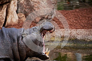 The big hippo with his big mouth open