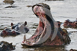 Big hippo in the water with its mouth open