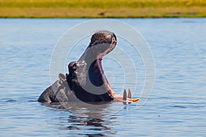 Big hippo with wide open mouth in the river