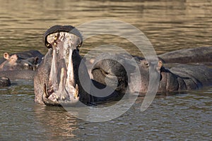 Big hippo yawn showing teeth tongue and pink mouth in Kruger Park South Africa