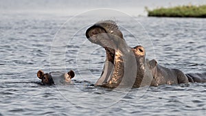 Big hippopotamus in Chobe National Park