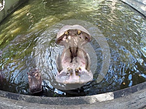 The big hippopotamus raised its huge head out of the water and opened its mouth to wait for food in a zoo. Top view