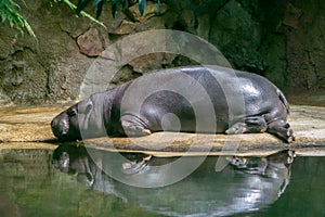 Big hippopotamus relaxing near water