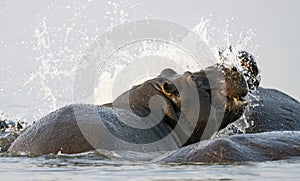 Big hippos in water splashing