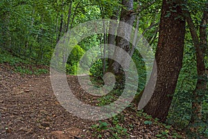 Big hking trail between greenery in the heavy brush and trees