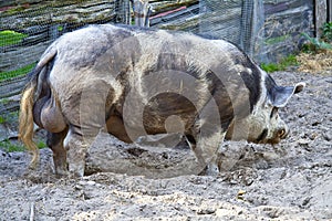 Big hog