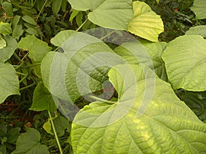 Big Hollyhock leaves