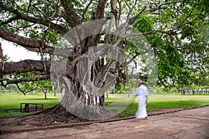Big holy Bodhi tree in a park in Sri Lanka